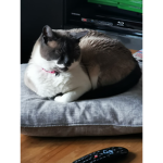 Catsarecoolcatsarecool