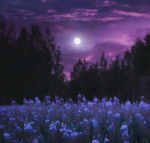 Stars of the south