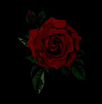 red roses !