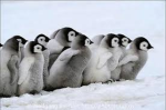 - PENGUIN ARMY :D