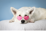 Dog Group.:)