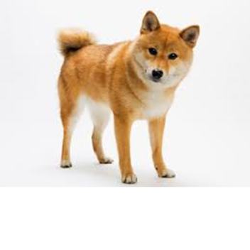 UPDATE!!!!  MEMELAND