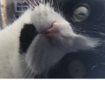 Don’t trip cat Army