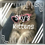 - Sky's kittens -