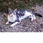 Warrior Cats: LakeClan (Fan Made Clan)