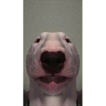hog dogers