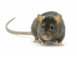 The Feltham Sewer Rat's Sewer