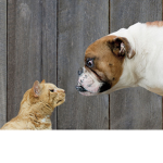 cat and doggy