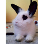 The bunny gilrs
