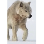 Go Lobos