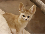 Animal Supporters! We care about animals