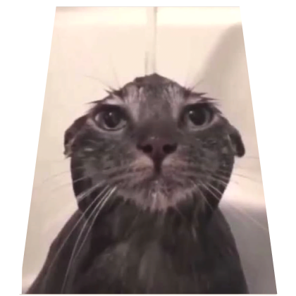 Cute Cat Meme Cape Roblox item