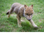 Fan Group wolfpupYT