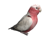Rose cockatoo on head