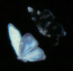 Very Butterfly