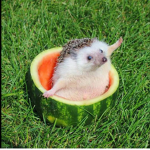 Watemelon headgehog