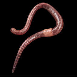 earthworm city