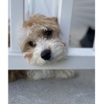 Dog obsessed