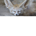 Fennec fox world