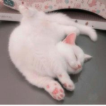 Da Cats :)