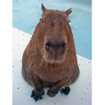 CAPYBARA's ON TOP