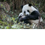 Club dei panda