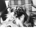 Dogs Mer's