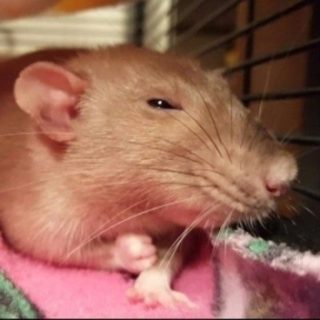 Me and my friends hangout yay 