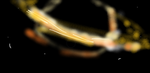 starry rat studios