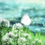 Mariposa Clothes ʚїɞ