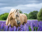 Flower-bloom stables :)