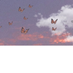 Beautiful butterfly's!