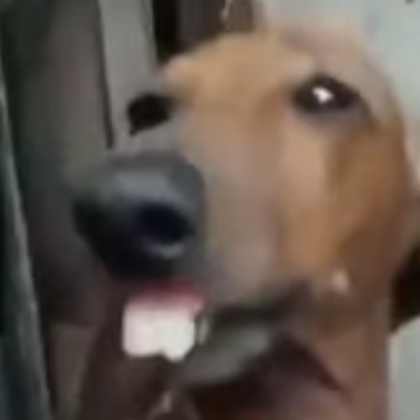 What da dog doin? Roblox decal
