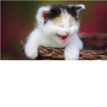 Kitty lovers! ( =^_^=)