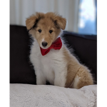 Elirra's Puppies