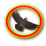 Hawk Air Squad