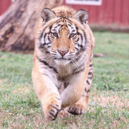 Tiger Capture The Flag