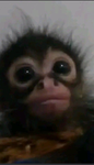 THE BEST MONKEY BOIS