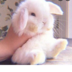 aestheticzbunnies