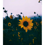 Aesthetic Vibes’!