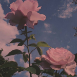 ~Moonie's Apperal~