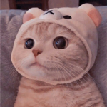 Dance Cat