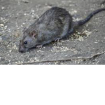 rat cult2.0