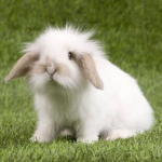 The White Bunny’s!