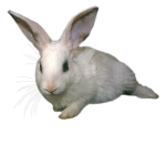 Bunny group of love
