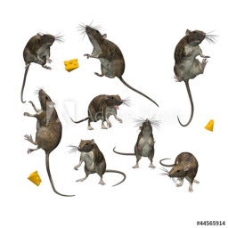 rat raid testing / rat
