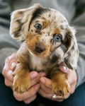 Sausage dogs are cute