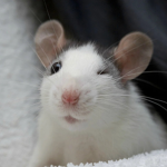 The Rodent Rats