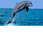 Delfin gang