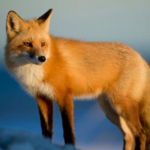 The Blue Fox Team